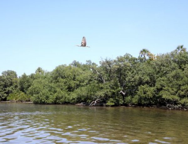 Lệnh sơ tán được giới quan chức Florida gỡ bỏ sau khi vụ hồ nước thải