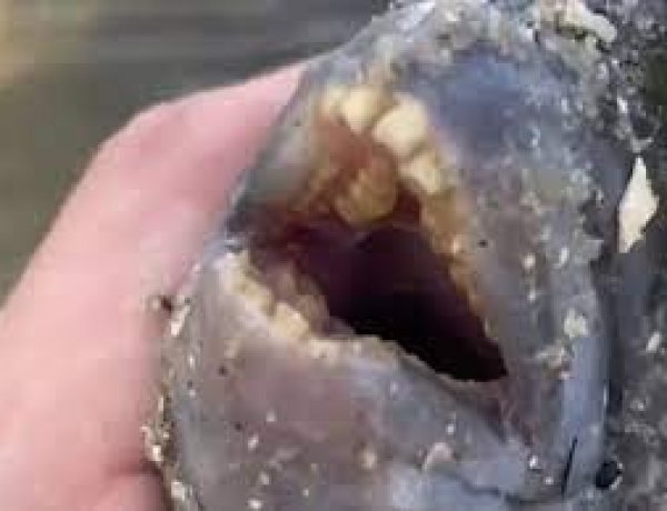 Ngư dân bị sốc sau khi câu được con cá có bộ răng 'giống người'