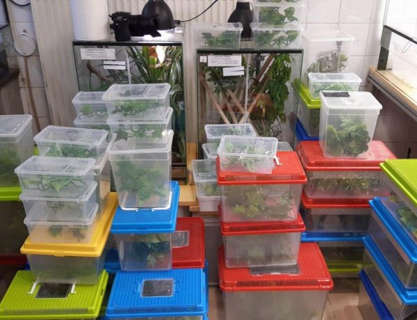 74 con tắc kè hoa được phát hiện trong vali ở sân bay Vienna
