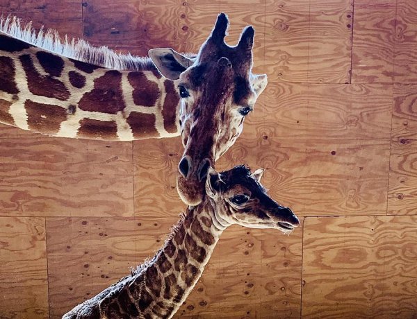 Hươu cao cổ nổi tiếng qua đời do viêm khớp ở Animal Adventure