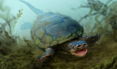 “Rùa ếch nhanh miệng” đã hút con mồi hàng triệu năm trước