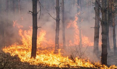 Các tù nhân Arizona chiến đấu với nhiều đám cháy rừng