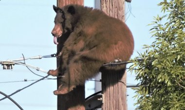 Một chú gấu đã leo lên các cột điện ở Thành phố Biên giới Arizona