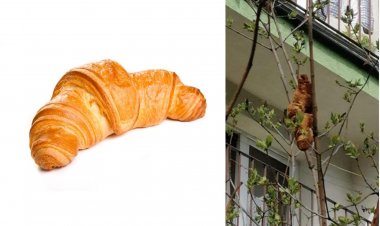 Động vật bí ẩn trên cây hóa ra là chiếc bánh sừng bò