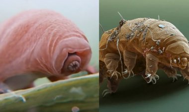 NHỮNG ĐIỀU THÚ VỊ ĐẾN TỪ LOÀI SINH VẬT TARDIGRADES