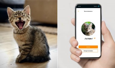 Người nuôi mèo có thể hiểu thú nuôi của họ thông qua ứng dụng MeowTalk