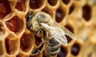 Virus ong mật dựa vào thói quen ăn thịt đồng loại của ong non