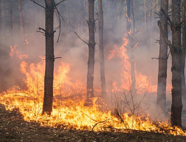 Các tù nhân Arizona chiến đấu với nhiều đám cháy rừng