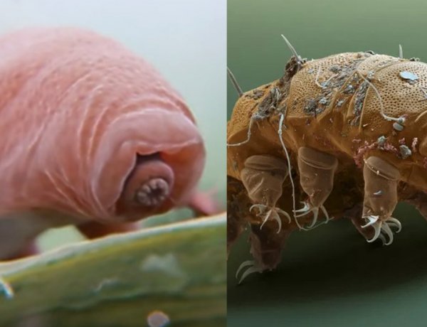 NHỮNG ĐIỀU THÚ VỊ ĐẾN TỪ LOÀI SINH VẬT TARDIGRADES