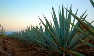 Ngày rượu Tequila quốc gia: sự thật thú vị về tinh thần được tôn vinh