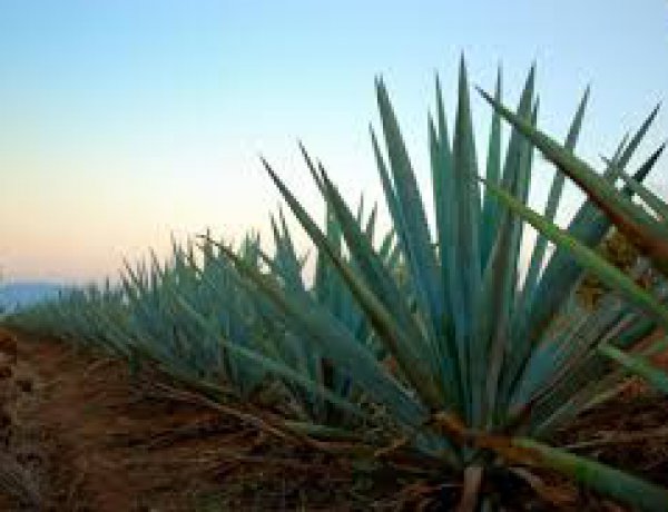 Ngày rượu Tequila quốc gia: sự thật thú vị về tinh thần được tôn vinh