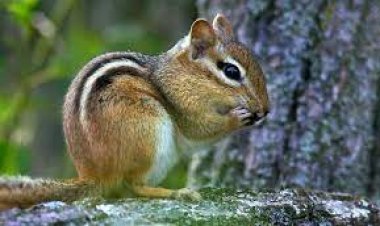Nóng: Chipmunks ở California dương tính với bệnh dịch hạch