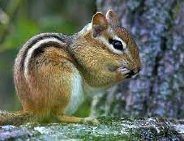 Nóng: Chipmunks ở California dương tính với bệnh dịch hạch