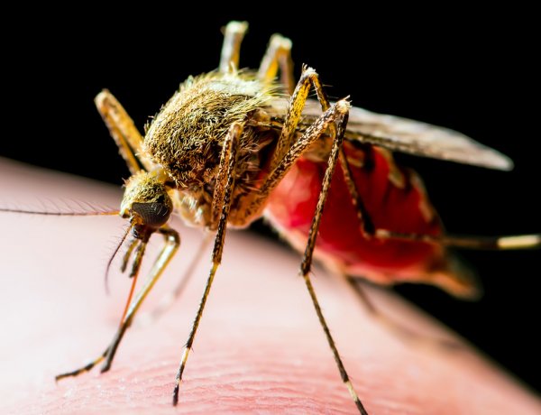 Virus West Nile được báo cáo ở nhiều tiểu bang