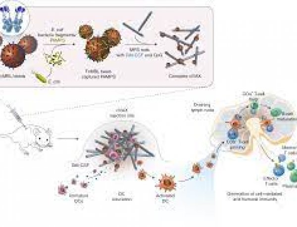 Vaccine vật liệu sinh học mới giúp ngăn chặn đại dịch trong tương lai