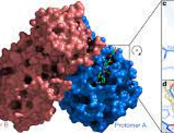 Virus SARS-CoV-2 thay đổi hình dạng để tăng khả năng sống sót